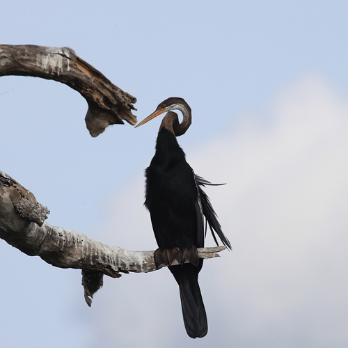 Oriental Darter